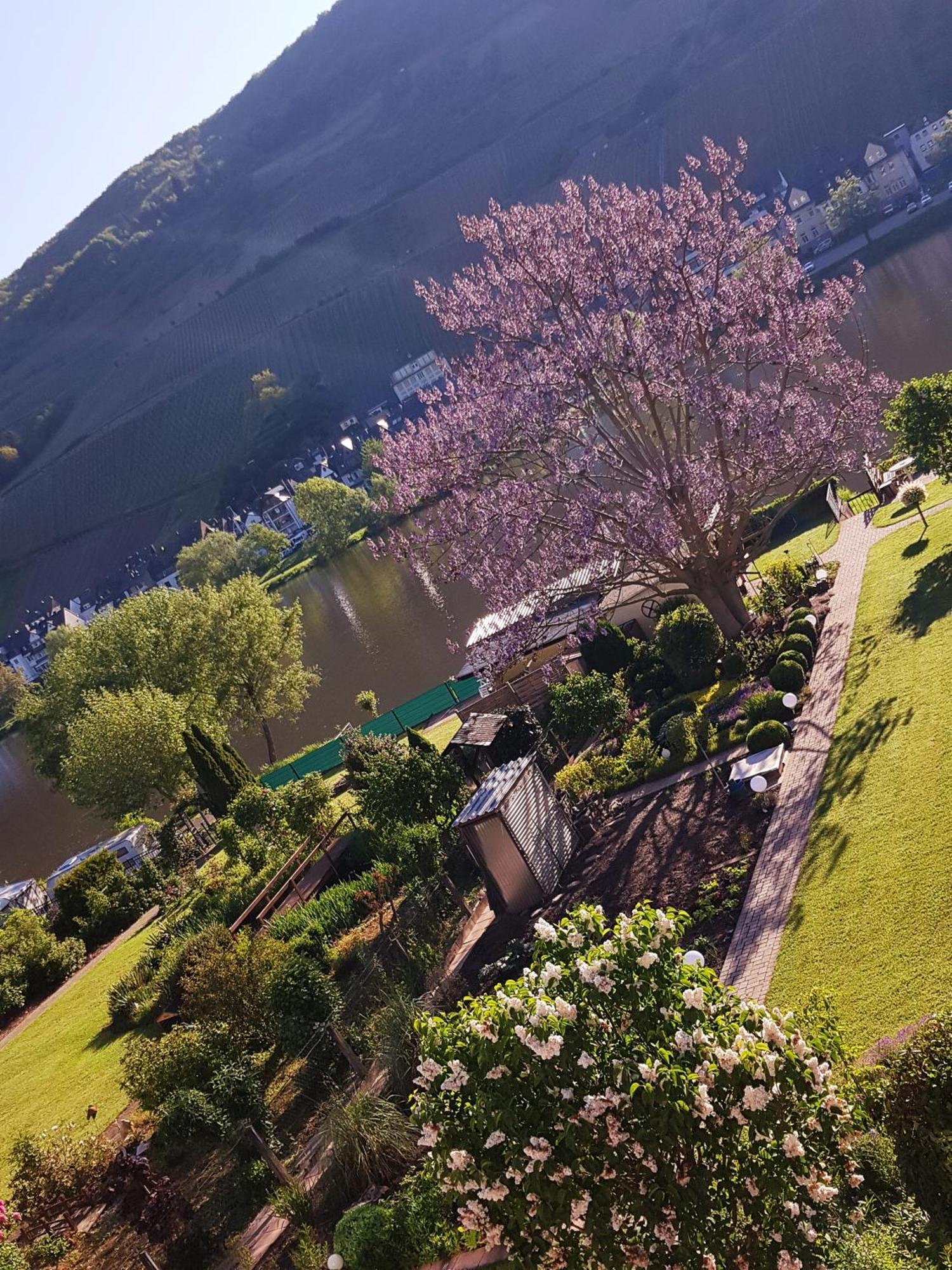 Zum Blauglockenbaum Apartment Zell an der Mosel Ngoại thất bức ảnh