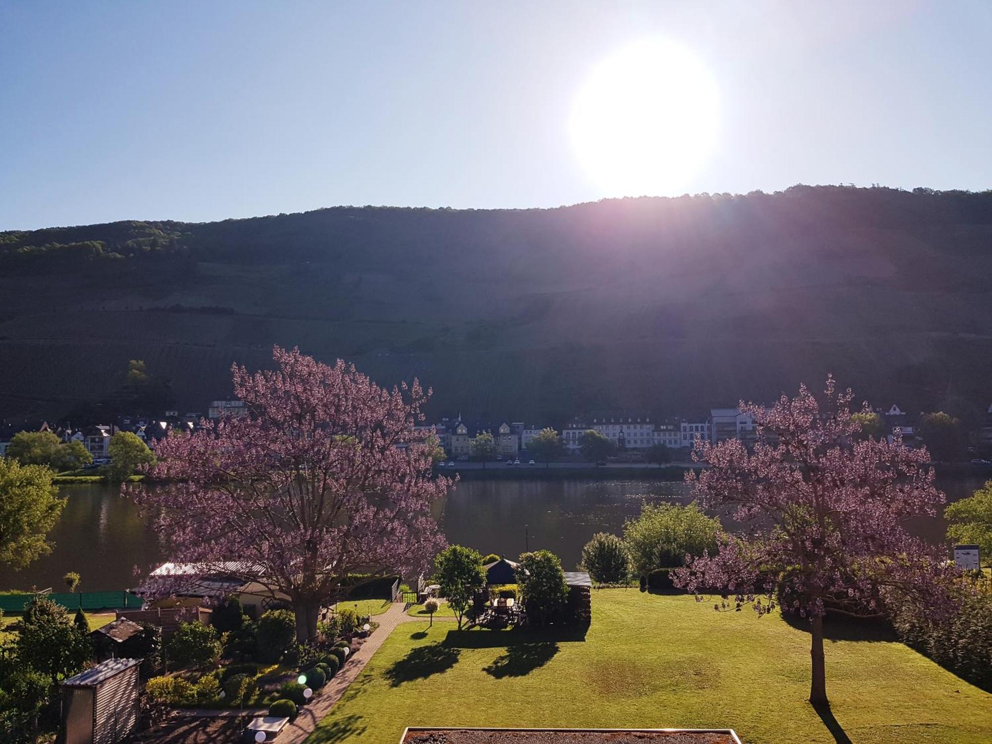 Zum Blauglockenbaum Apartment Zell an der Mosel Ngoại thất bức ảnh